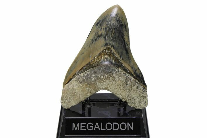 Serrated, Fossil Megalodon Tooth - Indonesia #279229